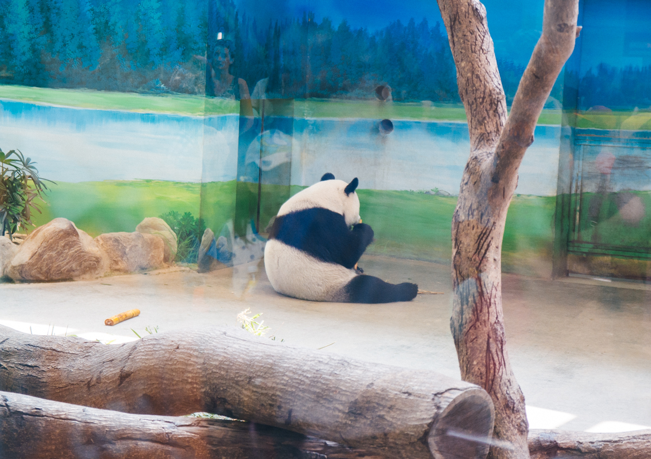 Pandas