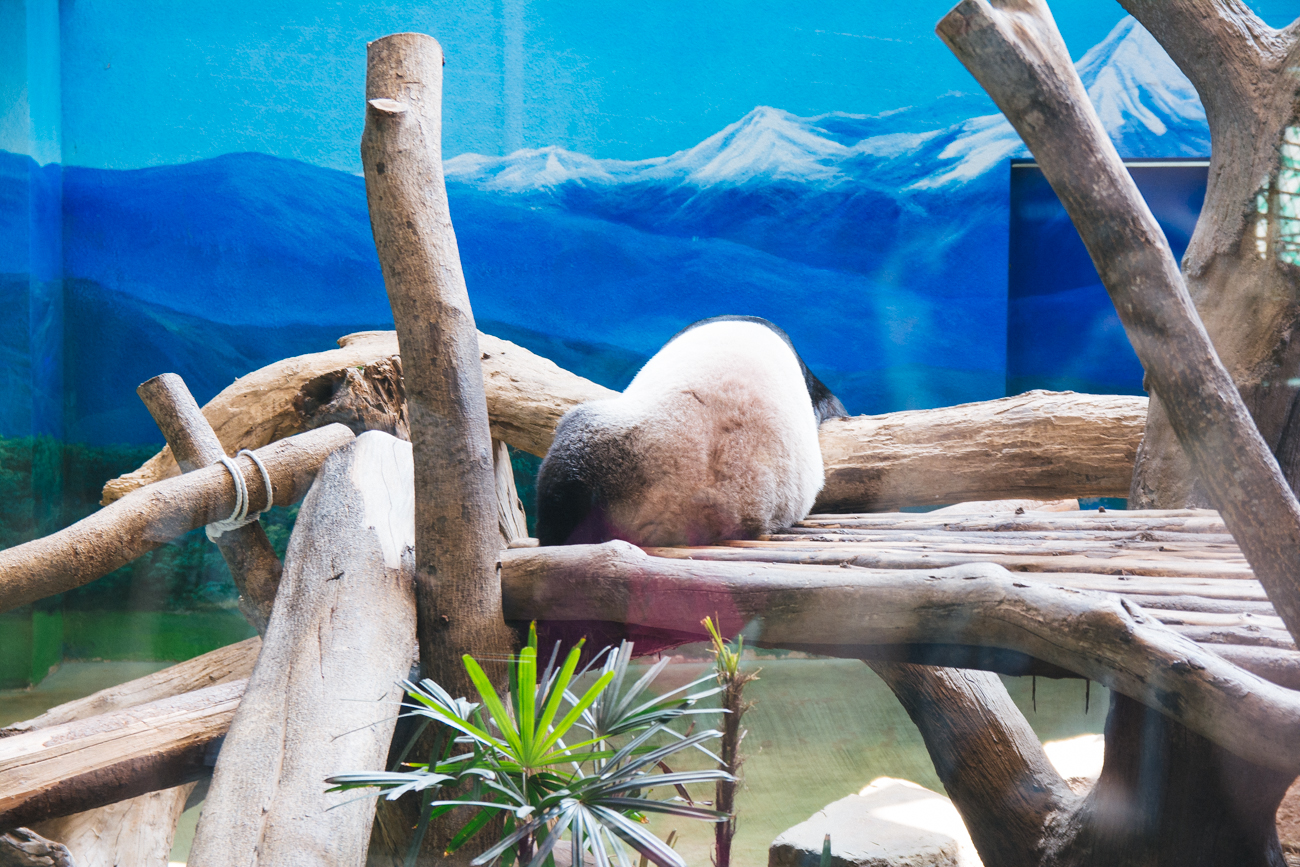Pandas
