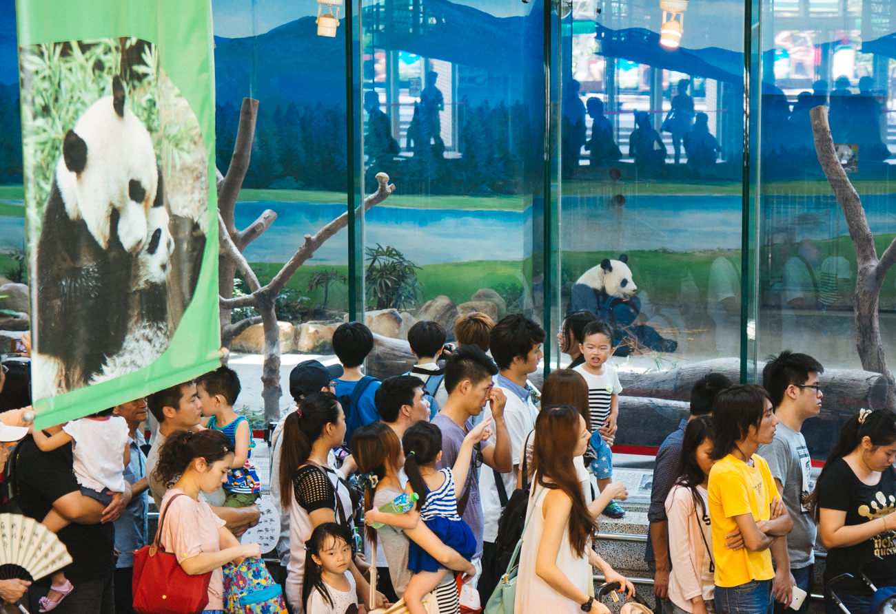Panda viewing area