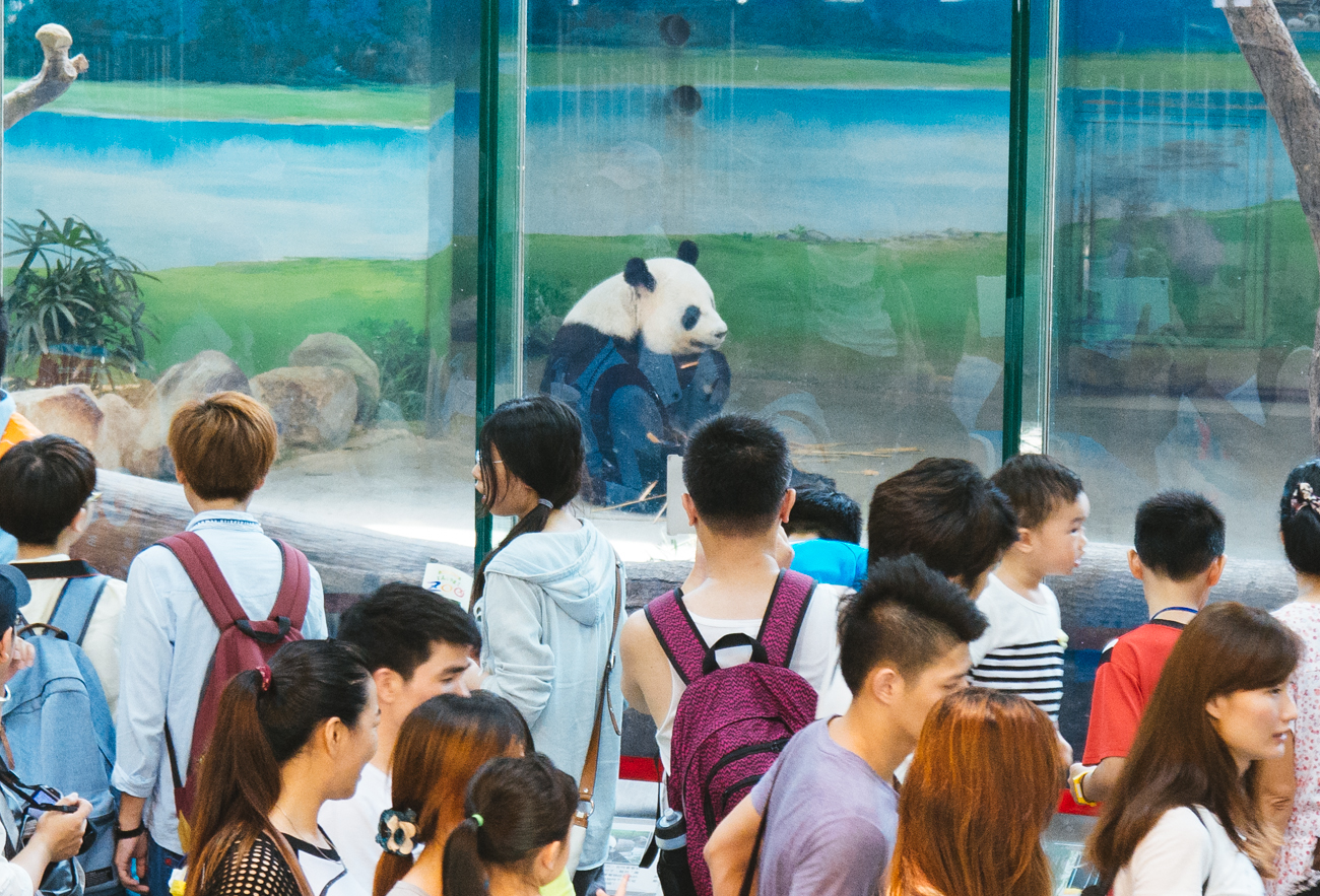Panda viewing area