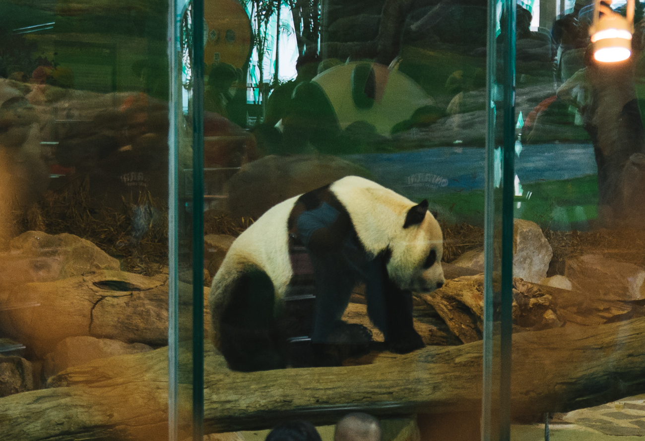 Pandas