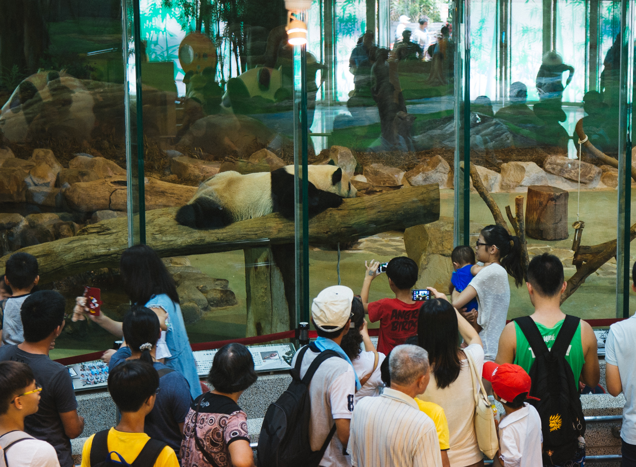 Pandas