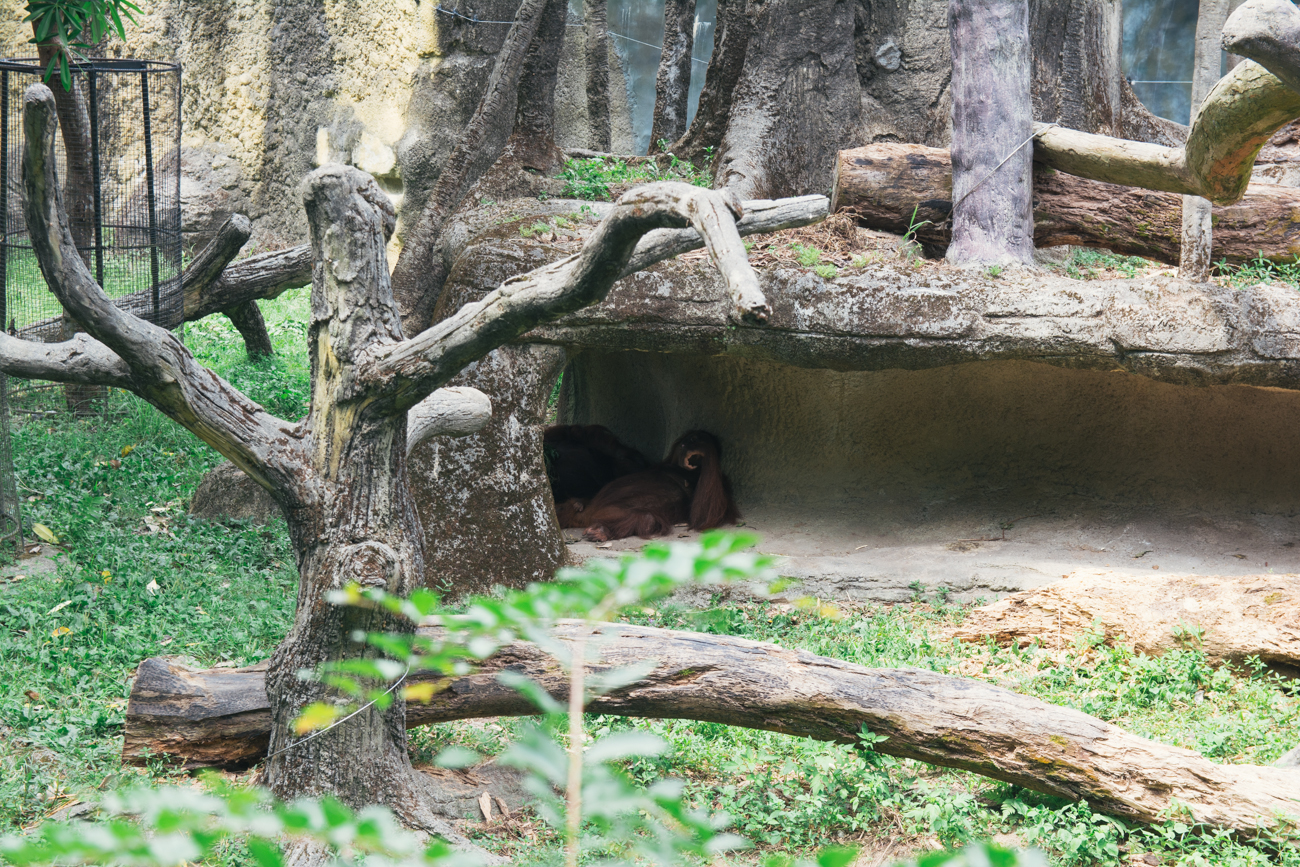 Orangutan