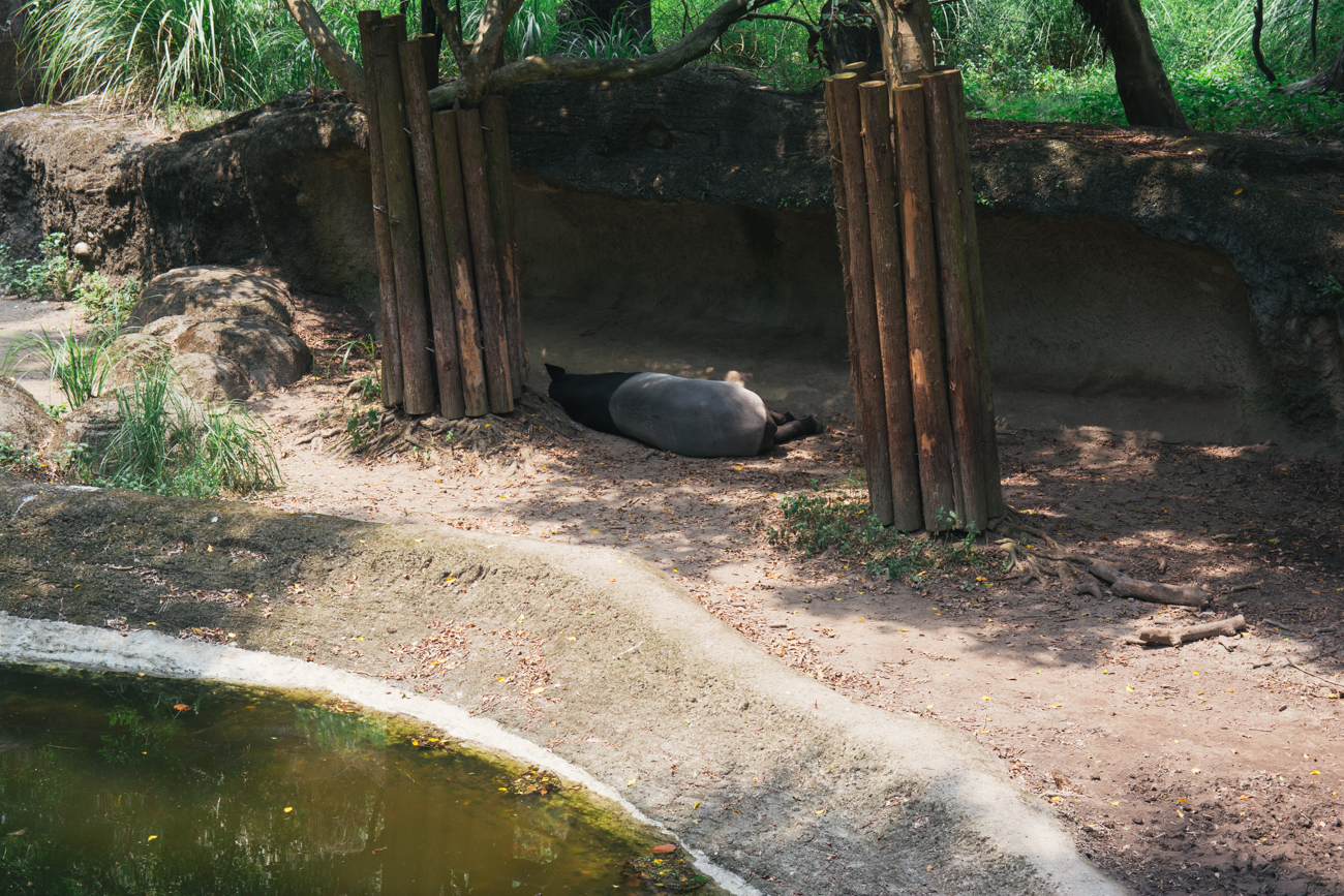 Malayan Tapirs