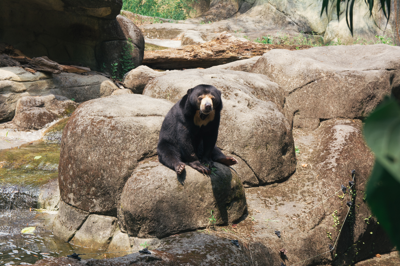 Black Bear