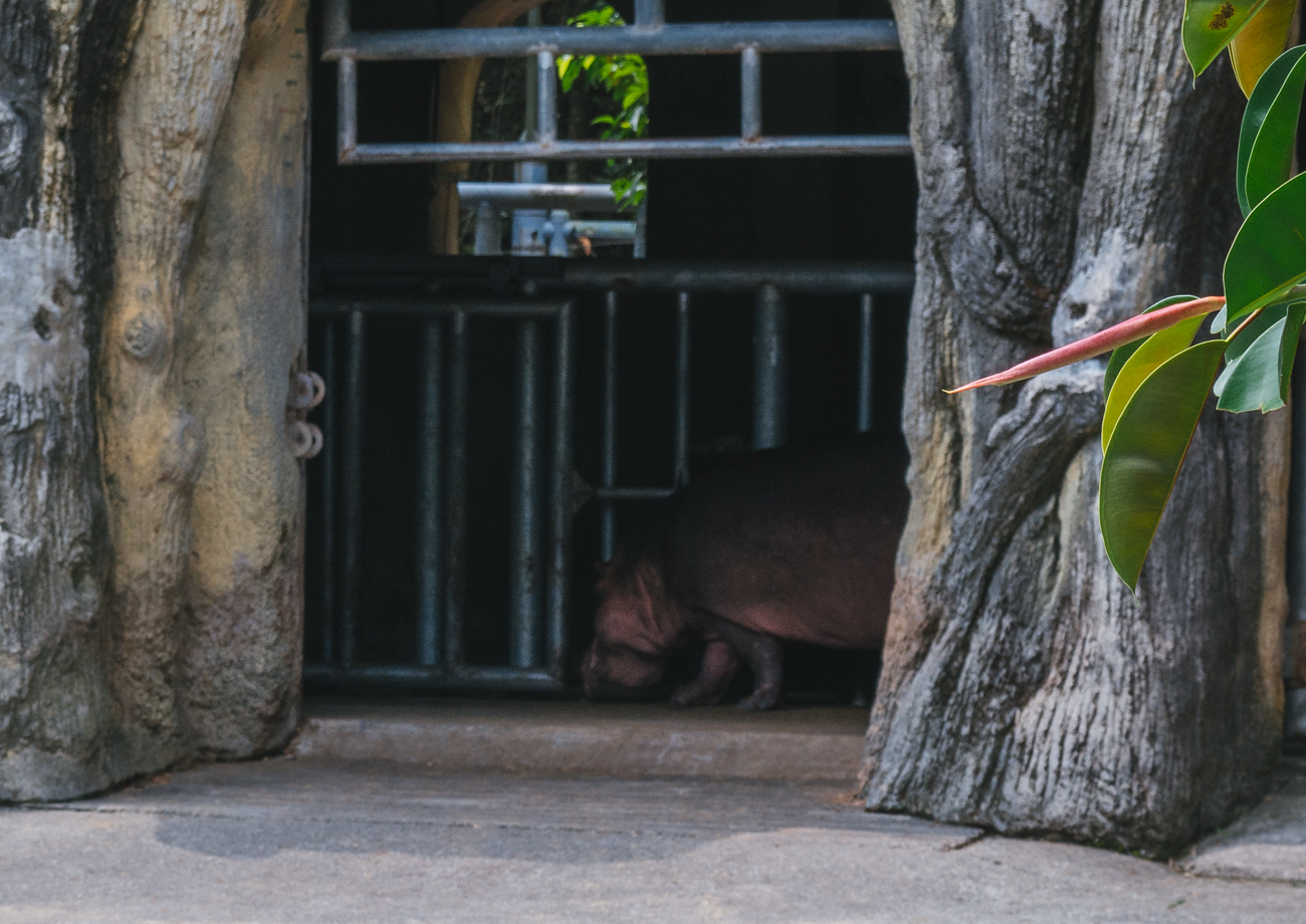 Hippopotamus