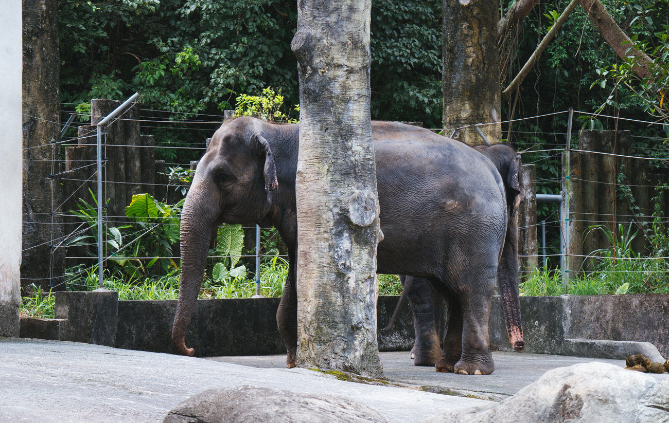 Elephant