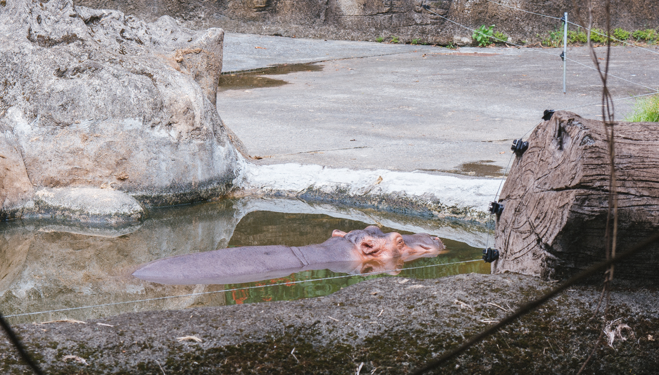 Hippo