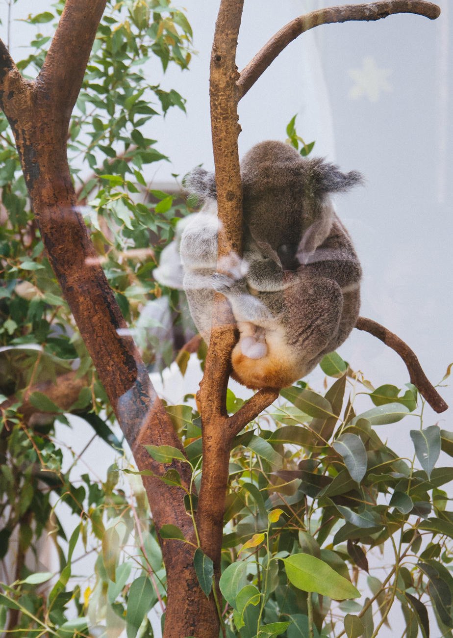 Koala