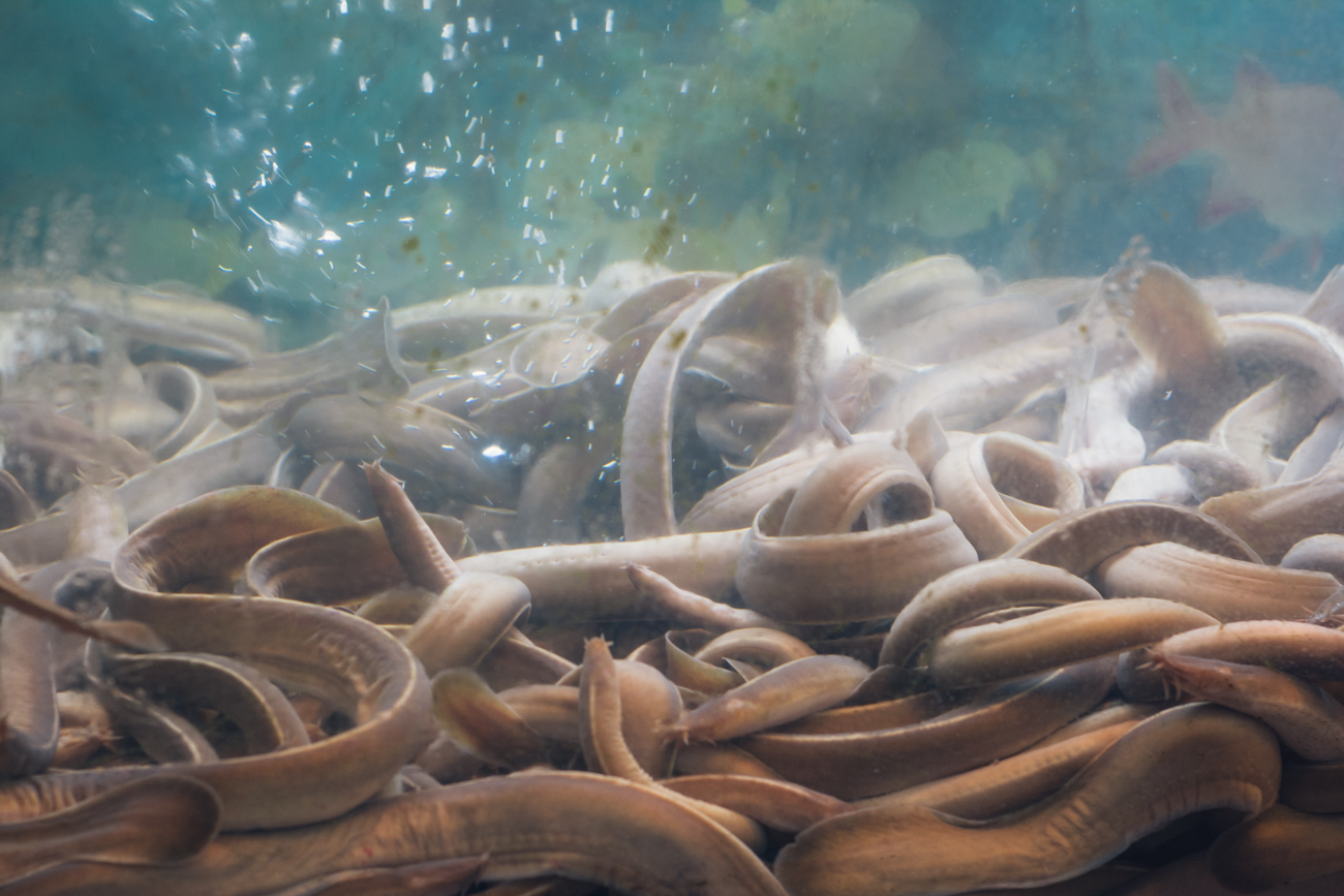 Eels