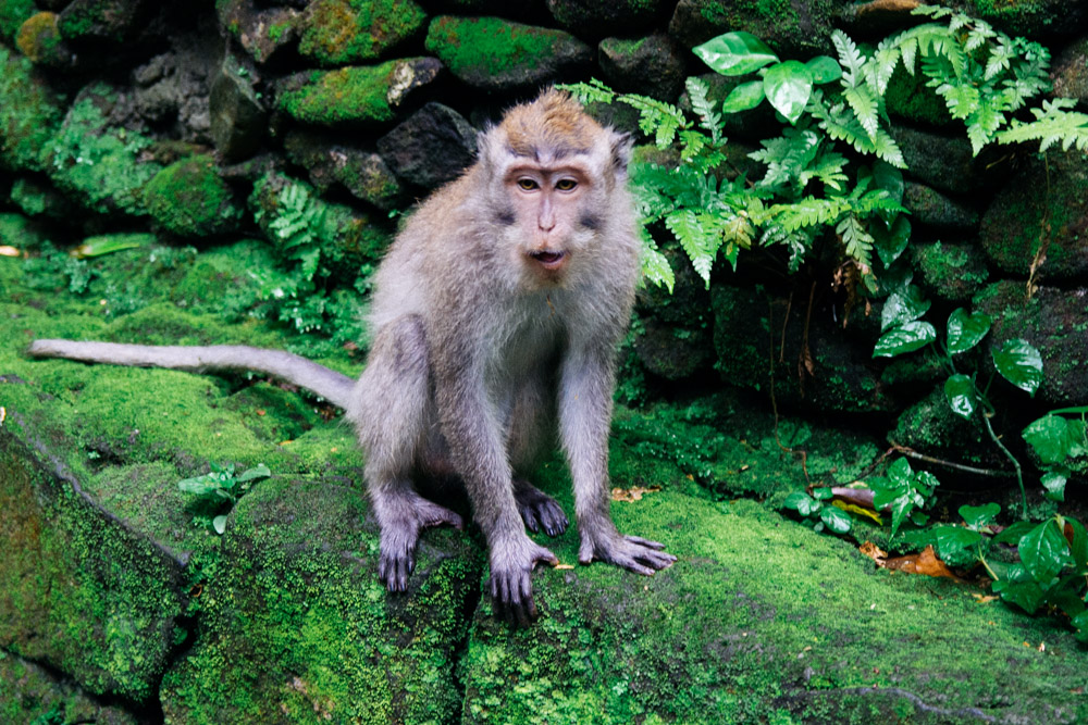 Monkey Forest