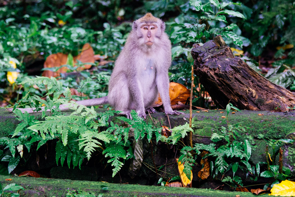 Monkey Forest