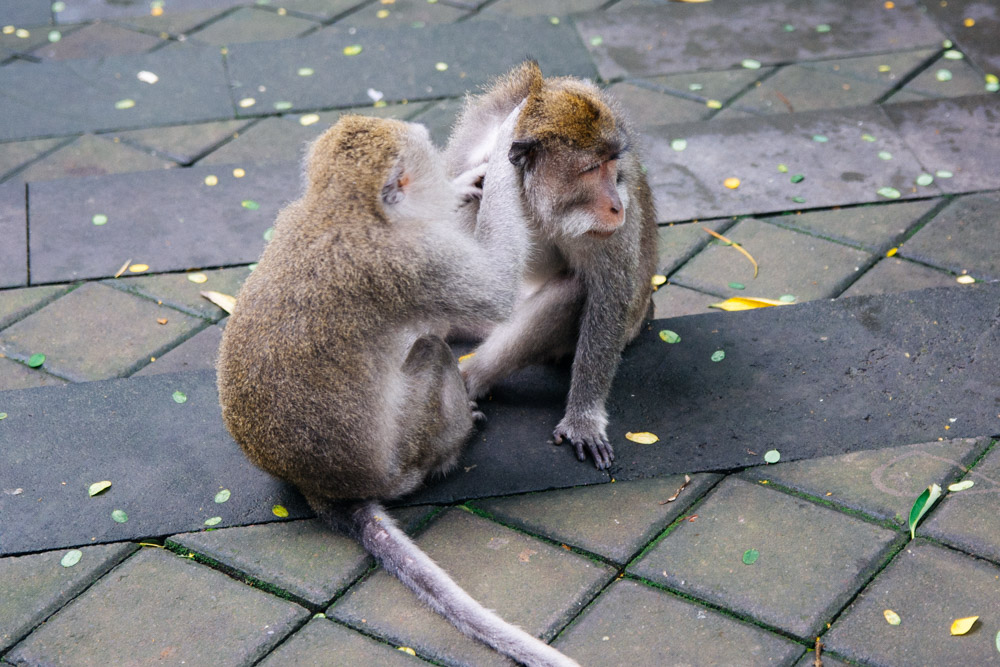 Monkey Forest