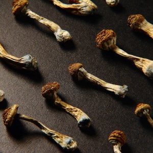 Premium Psychedelics