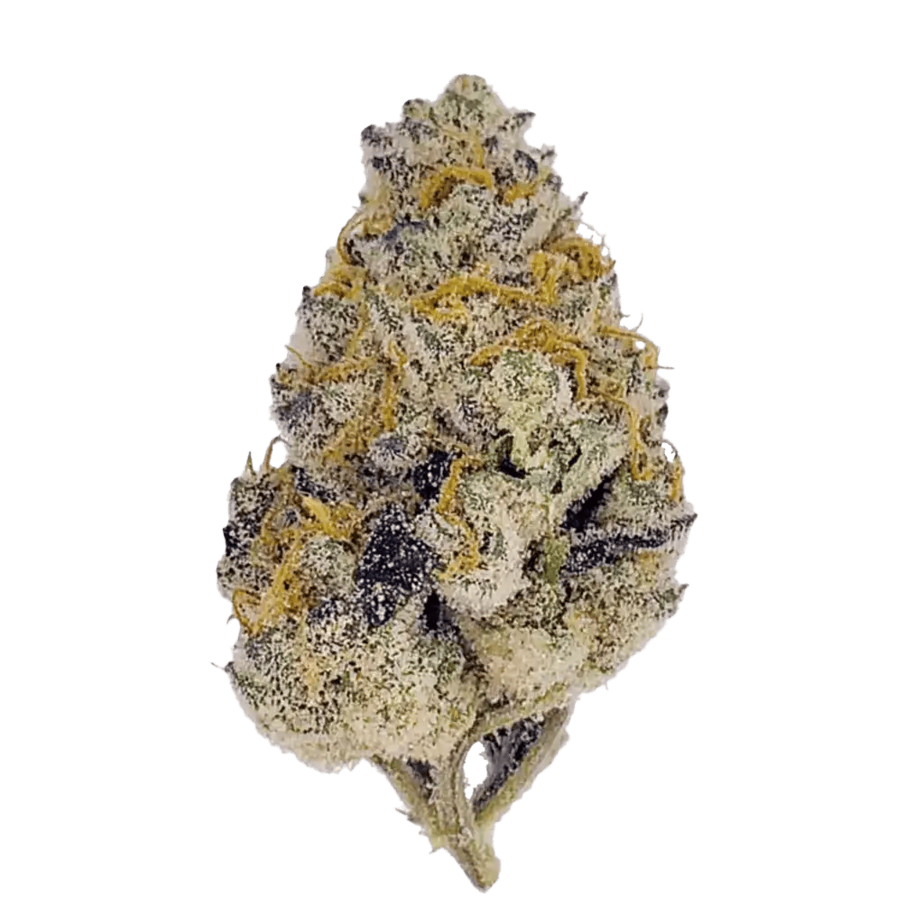 TROPICANA BREEZ - SATIVA