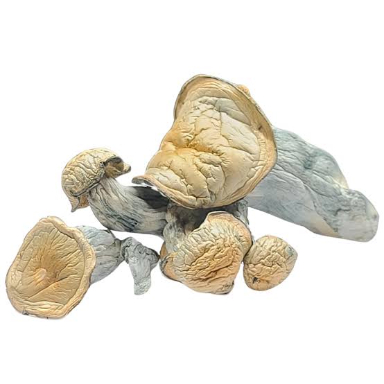 ALBINO MAKILLA GORILLA (AMG) - PSILOCYBIN MUSHROOMS