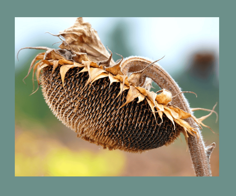 A wilted sunflower with no petals droops to the left