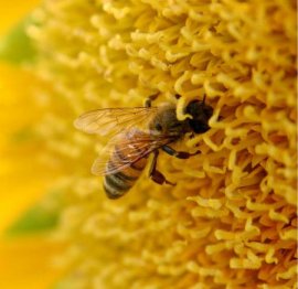 abeja libando