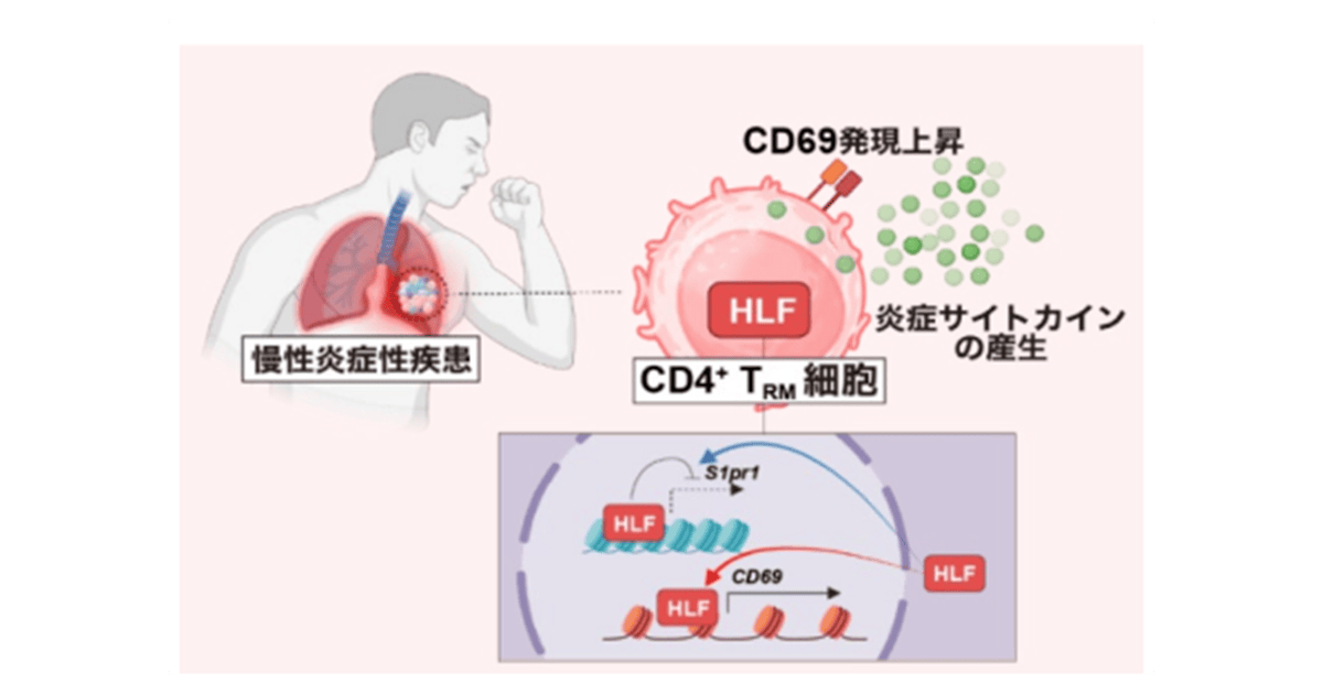 慢性炎症の新たな仕組みが明らかに、原因タンパク質「HLF」特定 - 自己