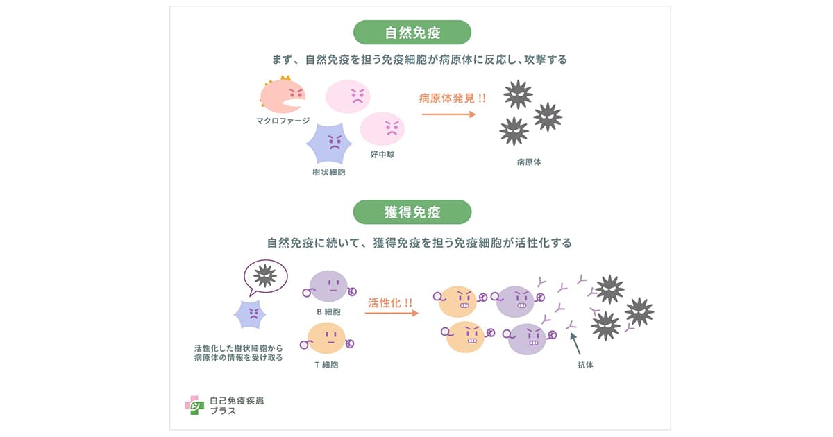 免疫反応はどのように始まるの？ - 自己免疫疾患プラス