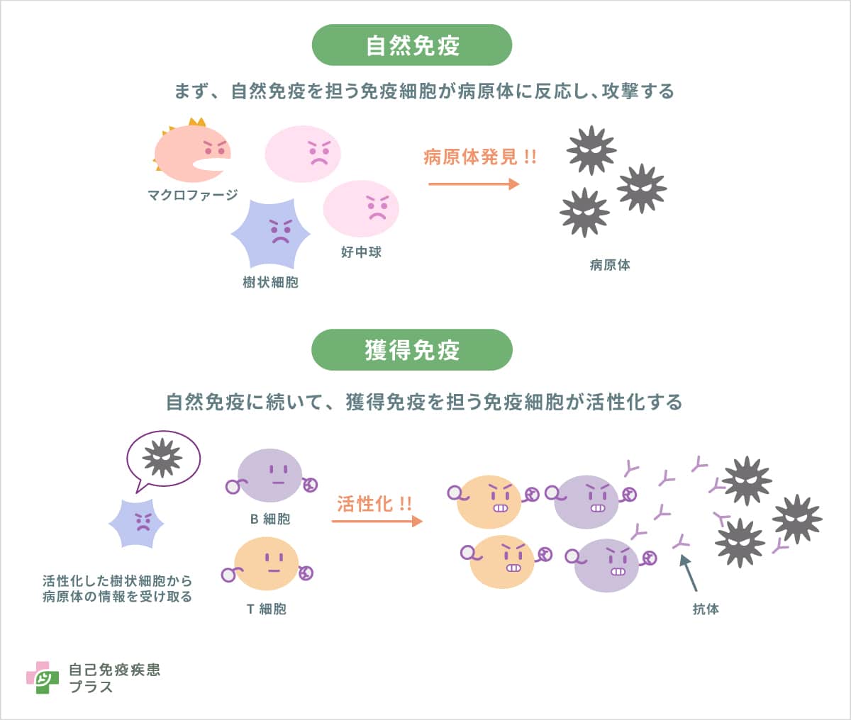免疫反応はどのように始まるの？ - 自己免疫疾患プラス