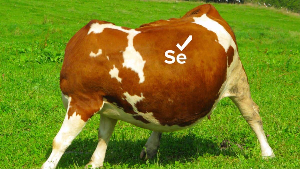 What is headless testing in Selenium?