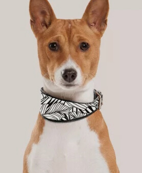 Litter & Housebreaking