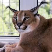 Integratedpdac Readme Md At Main Junekurewu Integratedpdac Github - Modern Ocean Illustration - Retina