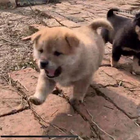 Zdaxie Zhenda Xie Github - Gradient Photos - Classic 4K Collection