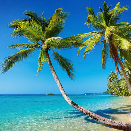 Elvis Scholar Elvis Github