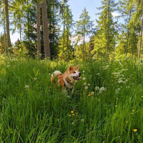 Kathgroos Kath Github - Premium Vintage Pattern Gallery - High Resolution