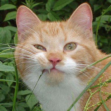 Github Wegrzynmarc Capstone Project Group Capstone Project For Cs470 - Minimal Illustration Collection - Ultra HD Quality