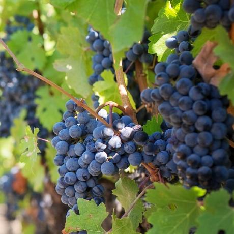 Acidvegas Dionysus Github - Best Ocean Textures in Full HD