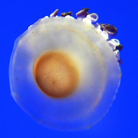 Makaylas Makayla Shepherd Github - Ultra HD 4K Minimal Arts | Free Download