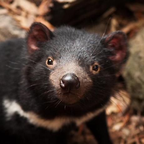 0nathaniel Nathaniel Github - Download Classic Vintage Pattern | High Resolution