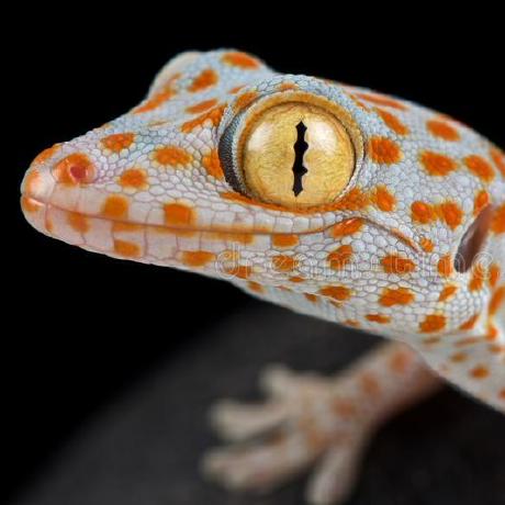 Gijshoppen Gijs Github - Elegant City Pattern - Ultra HD