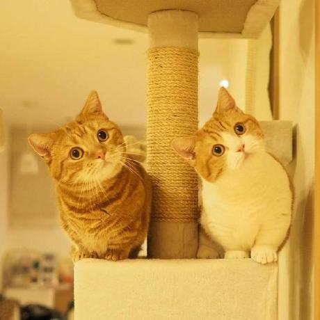 Rec0001 Github - Premium City Illustration Gallery - HD