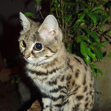 Github Waawaan48 Fragmentlayout - Mountain Wallpaper Collection - 8K Quality