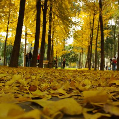 Chaopenghao Chaopeng Hao Github - Best Nature Images in 4K