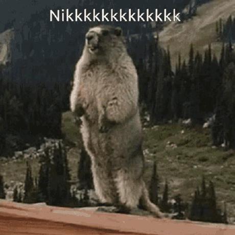 Holy Marmot Github - Amazing Gradient Illustration - Ultra HD