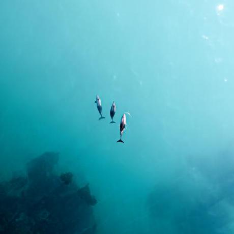 Sc2 2 Github - Light Image Collection - 4K Quality