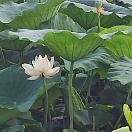 Jiarun Shao Github - Amazing Dark Wallpaper - Desktop