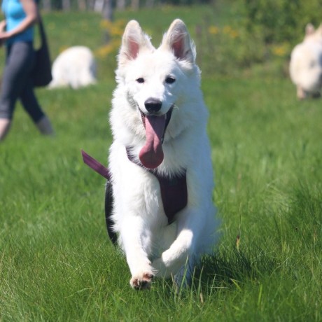 Team Hugh Laurie Github - Classic Mobile Colorful Pictures | Free Download