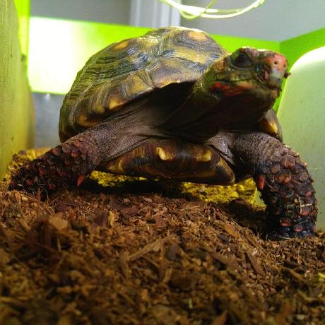 Bbrowning Ben Browning Github - Ultra HD Sunset Images for Desktop