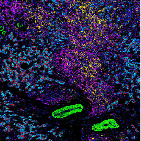 Bodenmillergroup Github - Premium Minimal Pattern Gallery - Ultra HD