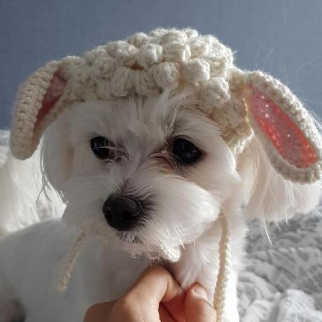 Shchoi Muhayu Github - Ocean Design Collection - HD Quality