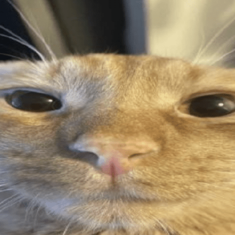 Therealbush Bush Github - Best Ocean Photos in 8K