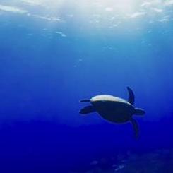 Jsakuraijp Sakurai Github - 4K Ocean Patterns for Desktop