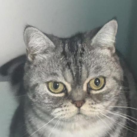 Github Guangnianyuji Os Project 2023 - Gorgeous Desktop City Arts | Free Download