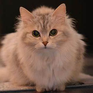 Chairmanroach Chairman Roach Github - Best Abstract Designs in Desktop